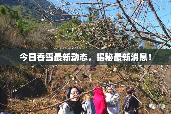 今日香雪最新動態(tài)，揭秘最新消息！