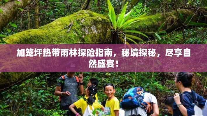 加籠坪熱帶雨林探險(xiǎn)指南，秘境探秘，盡享自然盛宴！