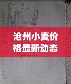 滄州小麥價(jià)格最新動態(tài)，市場走勢與影響因素深度解析